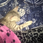 Ra F-6A female silver spotted Savannah DOB 10-15-15