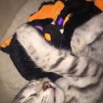 Ra F-6A female silver spotted Savannah DOB 10-15-15