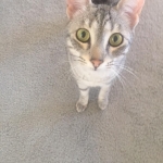 Ra F-6A female silver spotted Savannah DOB 10-15-15