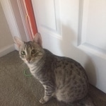 Ra F-6A female silver spotted Savannah DOB 10-15-15