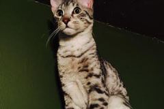 Porsche Savannah F-6A Silver Female DOB 9-29-14