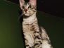 Porsche Savannah F-6A Silver Female DOB 9-29-14