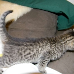 Savannah, Silver, female, F-6A