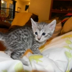 Savannah, Silver, female, F-6A