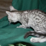 Savannah, Silver, female, F-6A