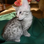 Savannah, Silver, female, F-6A