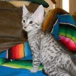 Savannah, Silver, F-6A