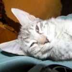 Savannah, SIlver F-6A