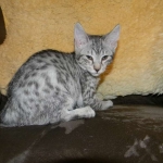 Savannah, silver