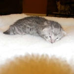 F-6A Savannah #4 Silver Darker Female DOB 92914 002-800