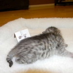 F-6A Savannah #4 Silver Darker Female DOB 92914 003-800