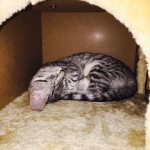 Porsche' Savannah F-6.jpg