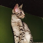 Porsche', Savannah, F-6A.jpg