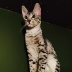 Porsche' Savannah F-6A.jpg