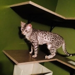 Porsche', Savannah,.jpg