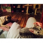 Porsche' , Savannah and Dog friend, Savannah, F-6A.jpg