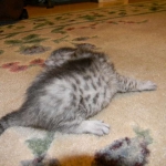 Savannah F-6A silver female #4 DOB 9-29-14 002-800