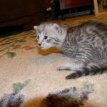 Savannah F-6A silver female #4 DOB 9-29-14 004-800