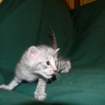 Savannah F-6A silver female #4 DOB 9-29-14 010-800