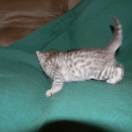 Savannah F-6A silver female #4 DOB 9-29-14 011-800