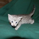 Savannah F-6A silver female #4 DOB 9-29-14 012-800