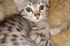 Kit-N-Kaboodle Savannah F-7A silver male DOB 6-11-19