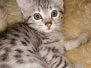 Kit-N-Kaboodle Savannah F-7A silver male DOB 6-11-19