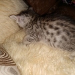 Savannah, F-7A, Male, DOB 6-11-19