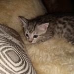 Savannah, F-7A, Male, DOB 6-11-19