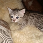 Savannah, F-7A, Male, DOB 6-11-19