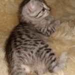 Savannah, F-7A, Male, DOB 6-11-19