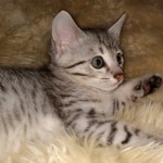 Savannah, F-7A, Male, DOB 6-11-19