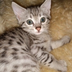 Savannah, F-7A, Male, DOB 6-11-19