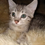 Savannah, F-7A, Male, DOB 6-11-19