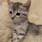 Savannah, F-7A, Male, DOB 6-11-19