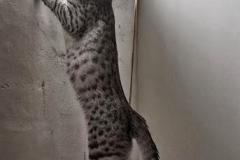 Winter Solstice "Winnie" Savannah F-6A Silver spotted female #1 DOB 10/15/15