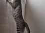 Winter Solstice "Winnie" Savannah F-6A Silver spotted female #1 DOB 10/15/15