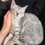 Winnie, F-6A, Savannah, silver, female, DOB 10/15/15