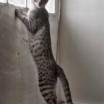 Winnie, F-6A, Savannah, silver, female, DOB 10/15/15