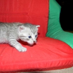 F-6a Savannah silver, female DOB 10/15/15