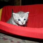 F-6a Savannah silver, female DOB 10/15/15