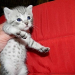 F-6a Savannah silver, female DOB 10/15/15