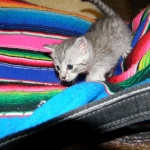 F-6a Savannah silver, female DOB 10/15/15