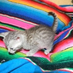 F-6a Savannah silver, female DOB 10/15/15