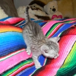 F-6a Savannah silver, female DOB 10/15/15