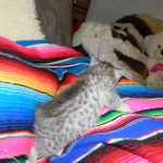 F-6a Savannah silver, female DOB 10/15/15