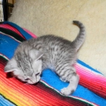 F-6a Savannah silver, female DOB 10/15/15