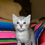 F-6a Savannah silver, female DOB 10/15/15