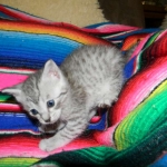 F-6a Savannah silver, female DOB 10/15/15