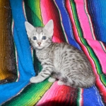 F-6a Savannah silver, female DOB 10/15/15